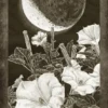 New Era Elements Tarot - Image 3